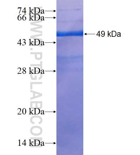 ELF5 fusion protein Ag25439 SDS-PAGE