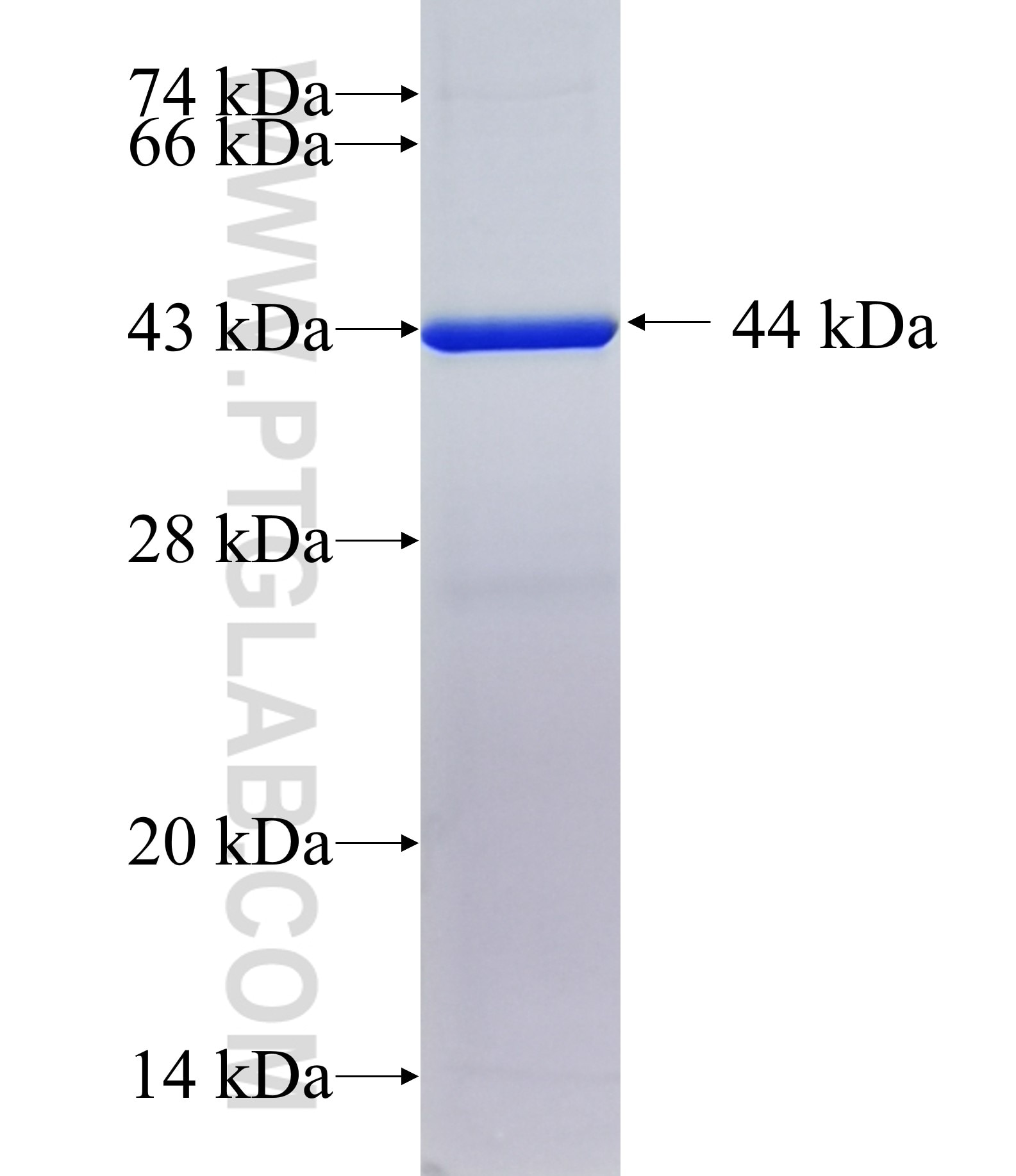 ELF5 fusion protein Ag25439 SDS-PAGE