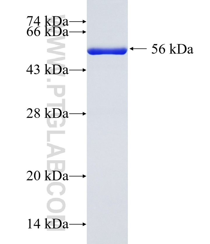 ELF5 fusion protein Ag3762 SDS-PAGE