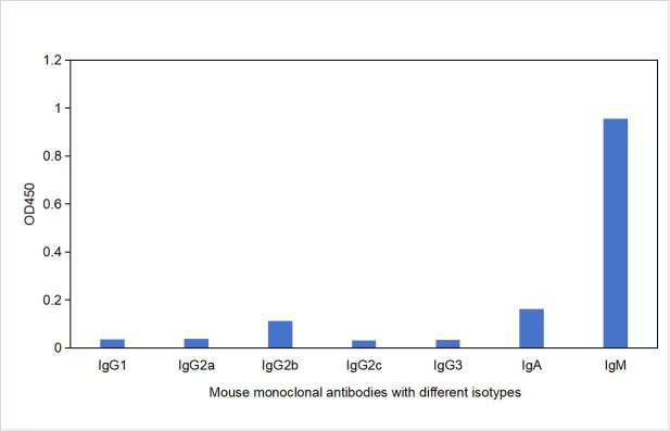 Direct ELISA was performed by coating mouse monoclonal antibodies with different isotypes followed by signal development using HRP-Goat Anti-Mouse IgM-Specific Recombinant Secondary Antibody (RGAM701). The result indicates that RGAM701 strongly binds to Mouse IgM and does not react with Mouse IgGs or mouse IgA. Direct ELISA was performed by coating mouse monoclonal antibodies with different isotypes followed by signal development using HRP-Goat Anti-Mouse IgM-Specific Recombinant Secondary Antibody (RGAM701). The result indicates that RGAM701 strongly binds to Mouse IgM and does not react with Mouse IgGs or mouse IgA.