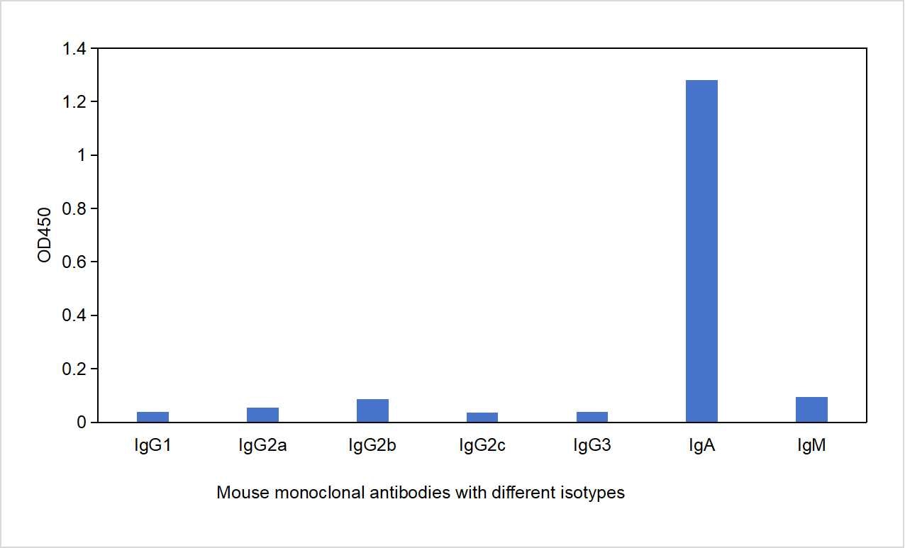Direct ELISA was performed by coating mouse monoclonal antibodies with different isotypes followed by signal development using HRP-Goat Anti-Mouse IgA-Specific Recombinant Secondary Antibody (RGAM801). The result indicates that RGAM801 strongly binds to Mouse IgA and does not react with Mouse IgGs or mouse IgM.