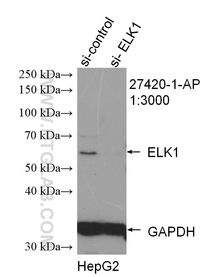 Western Blot (WB) analysis of HepG2 cells using ELK1 Polyclonal antibody (27420-1-AP)