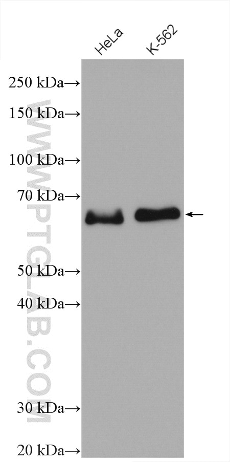 Western Blot (WB) analysis of various lysates using ELK1 Polyclonal antibody (27420-1-AP)