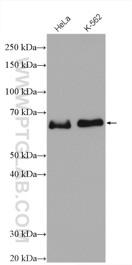 WB analysis using 27420-1-AP