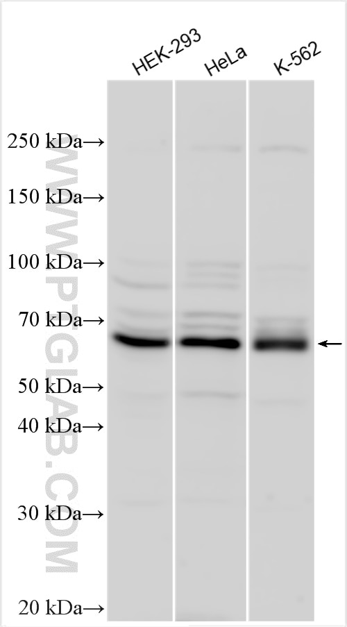 Western Blot (WB) analysis of various lysates using ELK1 Polyclonal antibody (27420-1-AP)