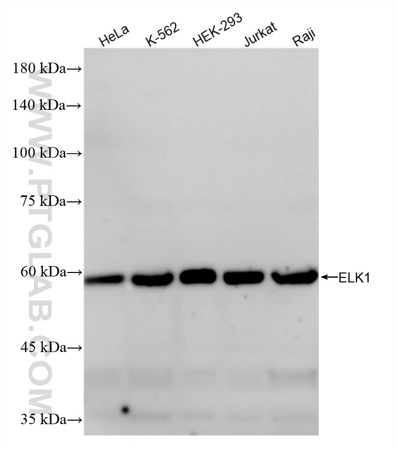Western Blot (WB) analysis of various lysates using ELK1 Recombinant monoclonal antibody (87009-2-RR)