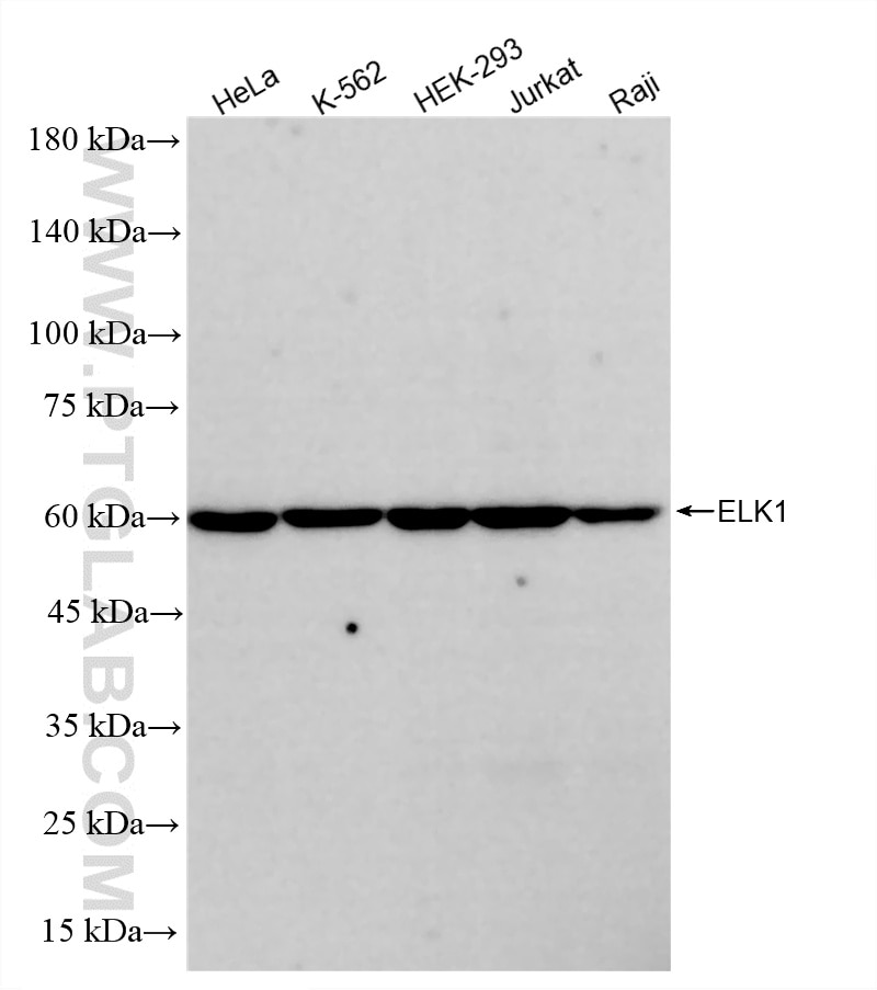 WB analysis using 87009-3-RR Western Blot (WB) analysis of various lysates using ELK1 Recombinant monoclonal antibody (87009-3-RR)