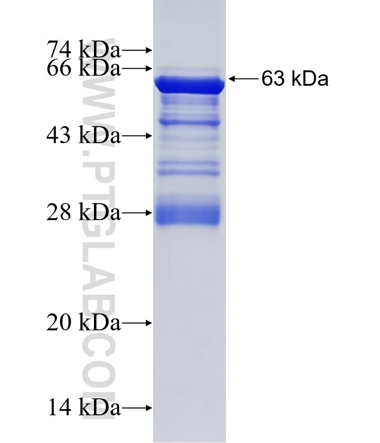 ELK3 fusion protein Ag8936 SDS-PAGE