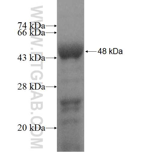 ELK3 fusion protein Ag9189 SDS-PAGE
