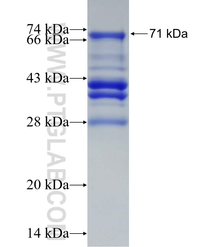 ELK4 fusion protein Ag6273 SDS-PAGE