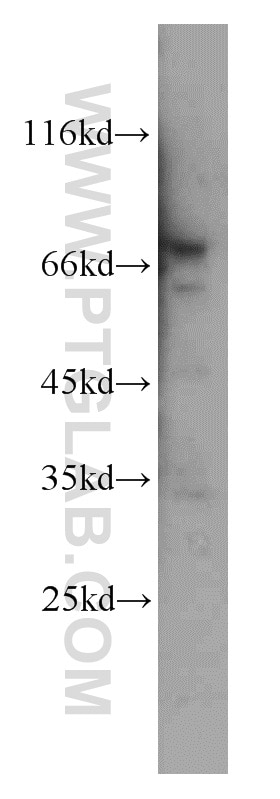 Western Blot (WB) analysis of HEK-293 cells using ELL Polyclonal antibody (51044-1-AP)