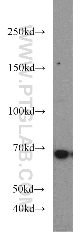 Western Blot (WB) analysis of HeLa cells using ELL Polyclonal antibody (51044-1-AP)
