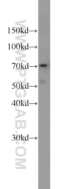 Western Blot (WB) analysis of mouse testis tissue using ELL Polyclonal antibody (51044-1-AP)