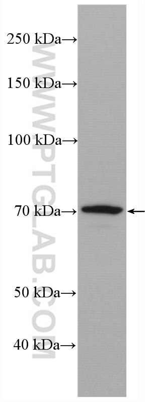 Western Blot (WB) analysis of various lysates using ELL2 Polyclonal antibody (12727-1-AP)