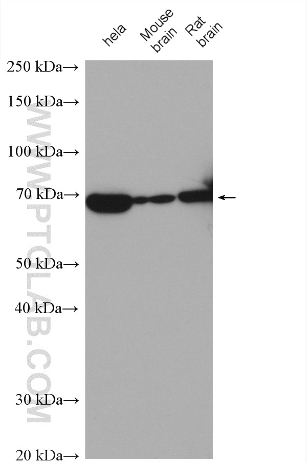 Western Blot (WB) analysis of various lysates using ELL2 Polyclonal antibody (12727-1-AP)