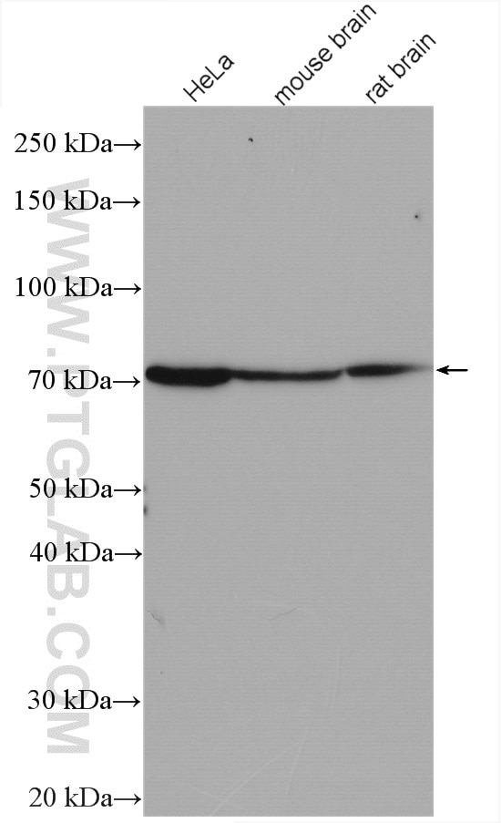 Western Blot (WB) analysis of various lysates using ELL2 Polyclonal antibody (12727-1-AP)