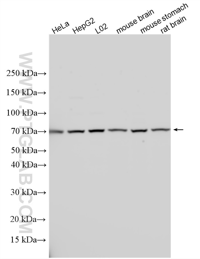 Western Blot (WB) analysis of various lysates using ELL2 Polyclonal antibody (12727-1-AP)
