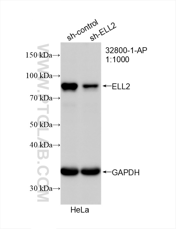 Western Blot (WB) analysis of HeLa cells using ELL2 Polyclonal antibody (32800-1-AP)