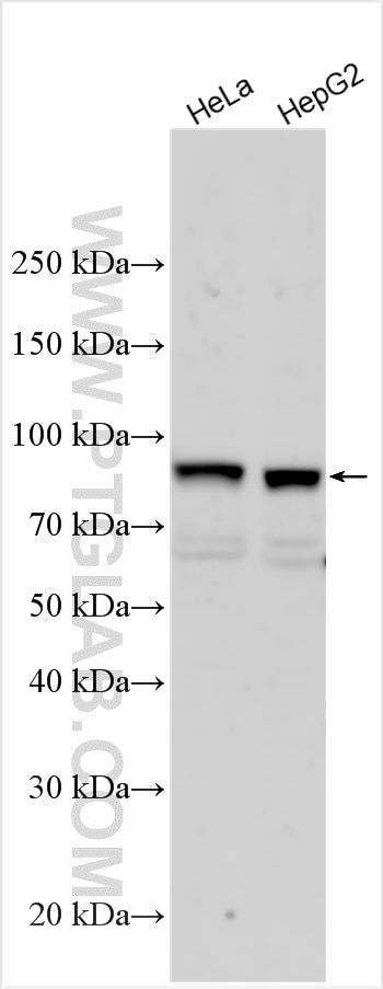 Western Blot (WB) analysis of various lysates using ELL2 Polyclonal antibody (32800-1-AP)