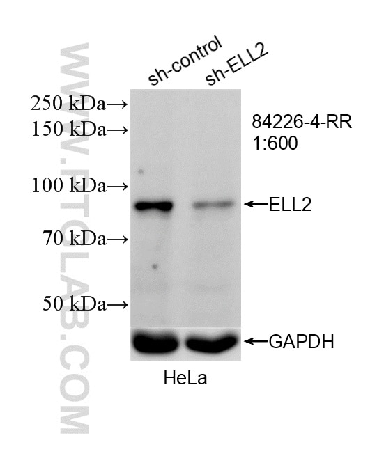 WB analysis of HeLa using 84226-4-RR (same clone as 84226-4-PBS) Western Blot (WB) analysis of HeLa cells using ELL2 Recombinant monoclonal antibody (84226-4-RR)