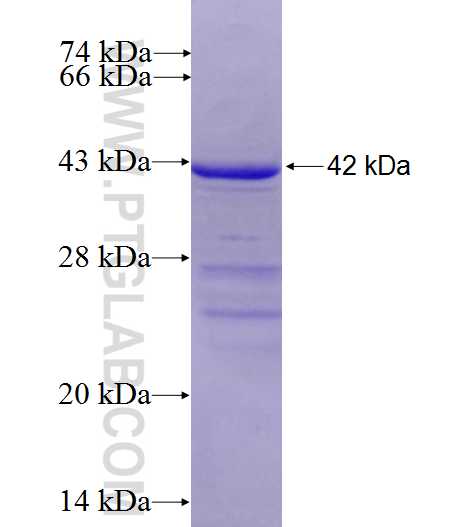 ELL2 fusion protein Ag9135 SDS-PAGE