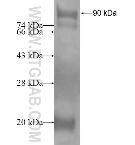ELL3 fusion protein Ag2074 SDS-PAGE