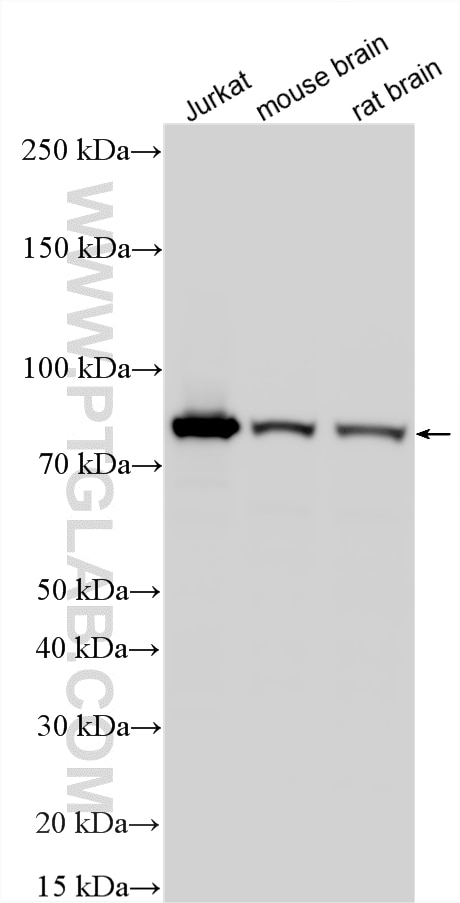 WB analysis using 26974-1-AP (same clone as 26974-1-PBS) Western Blot (WB) analysis of various lysates using ELMO1 Polyclonal antibody (26974-1-AP)