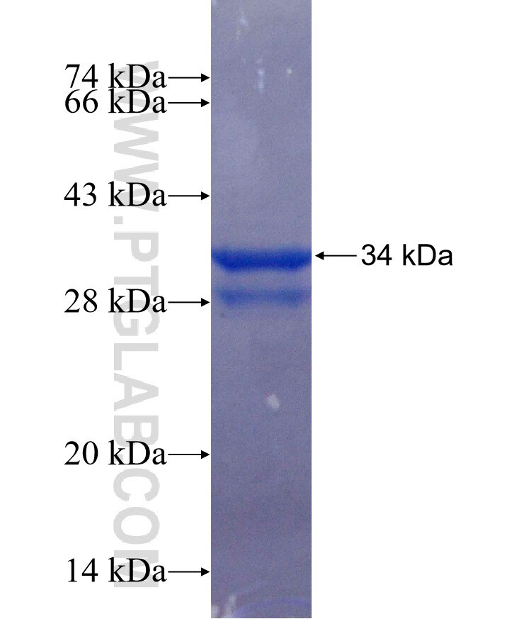 ELMO1 fusion protein Ag25635 SDS-PAGE