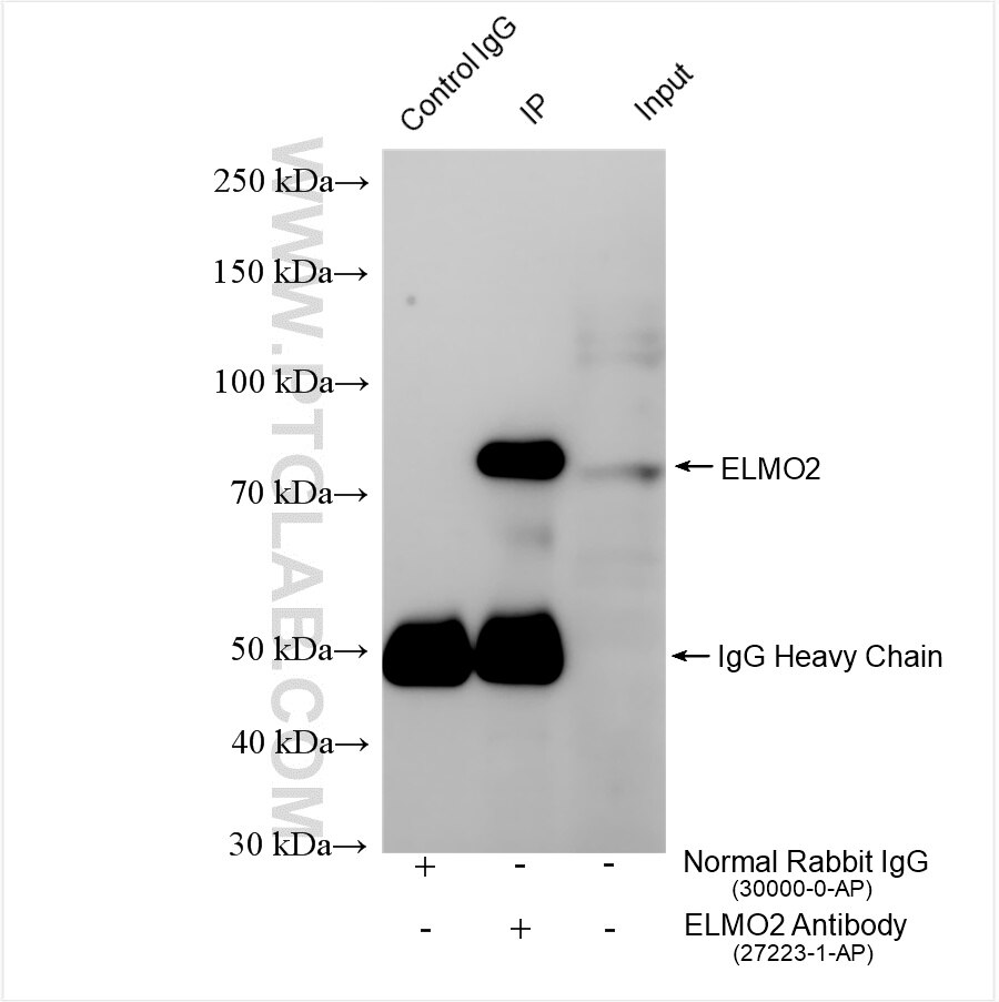 Immunoprecipitation (IP) experiment of HEK-293 cells using ELMO2 Polyclonal antibody (27223-1-AP)