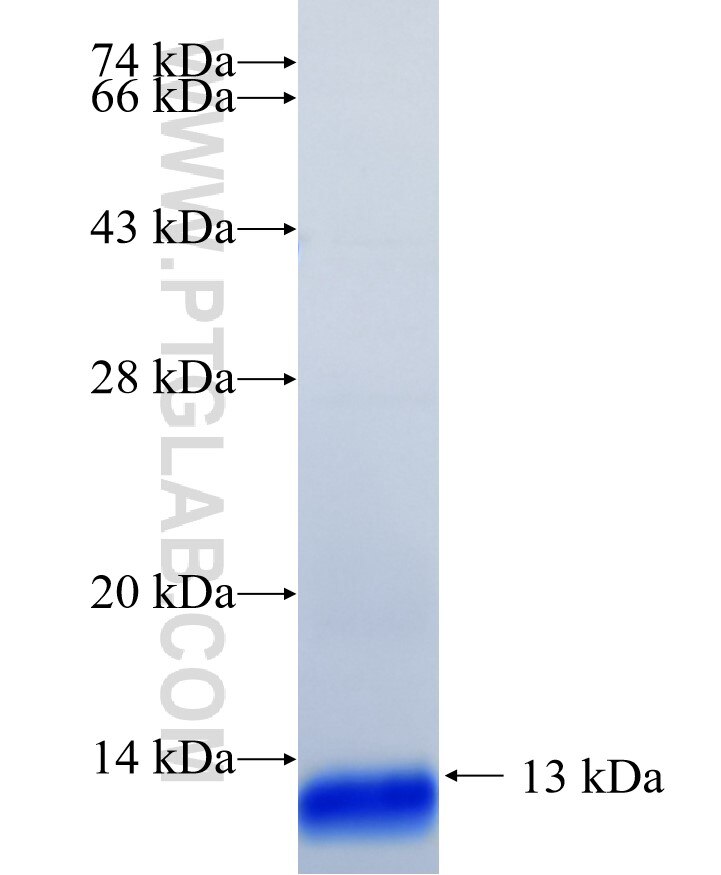 ELMO2 fusion protein Ag26974 SDS-PAGE