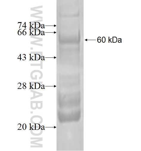 ELMO2 fusion protein Ag1266 SDS-PAGE