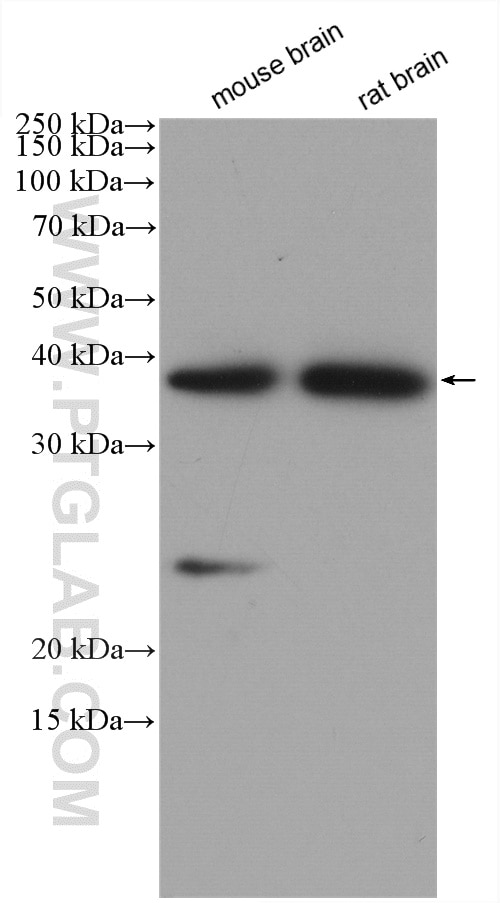 Western Blot (WB) analysis of various lysates using ELMOD1 Polyclonal antibody (12761-1-AP)
