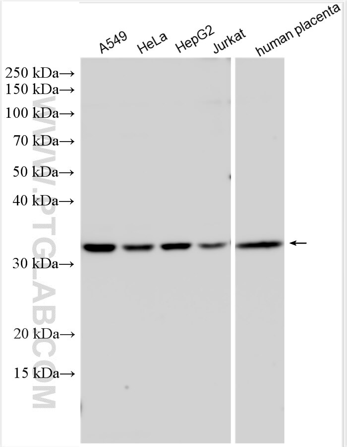 Western Blot (WB) analysis of various lysates using ELMOD2 Polyclonal antibody (13027-1-AP)
