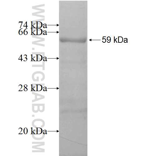 ELMOD3 fusion protein Ag9673 SDS-PAGE