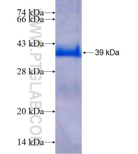 ELMOD3 fusion protein Ag9687 SDS-PAGE