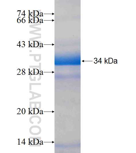 ELN fusion protein Ag7179 SDS-PAGE