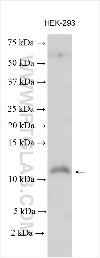 Western Blot (WB) analysis of various lysates using ELOF1 Polyclonal antibody (21070-1-AP)