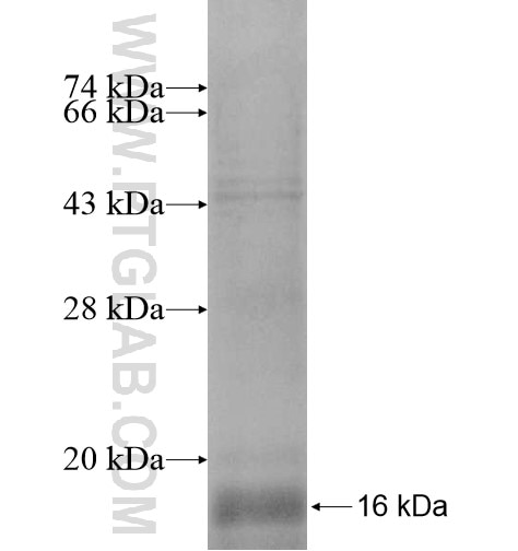 ELOF1 fusion protein Ag14722 SDS-PAGE
