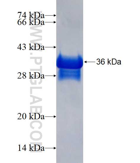 ELOF1 fusion protein Ag15213 SDS-PAGE