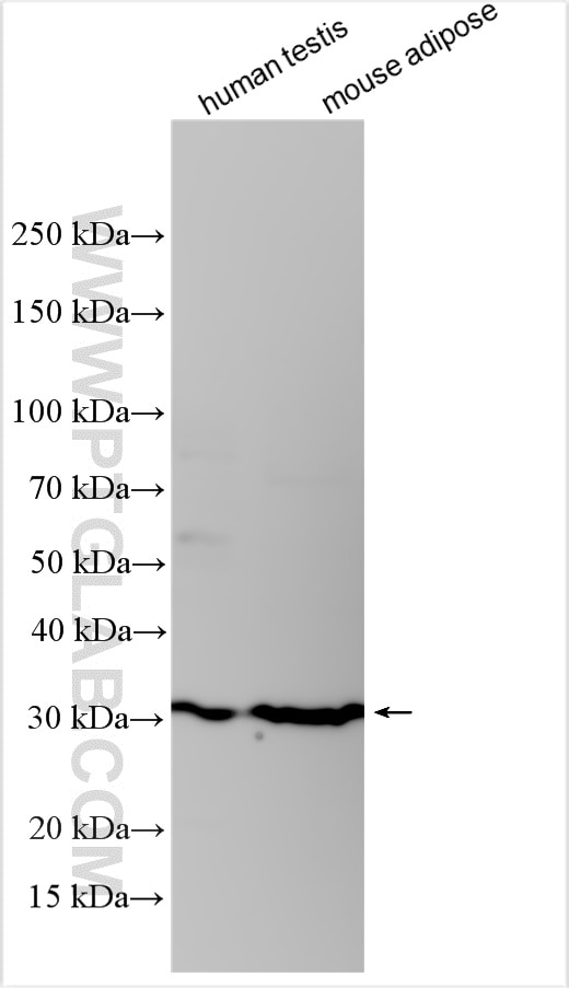 ELOVL3