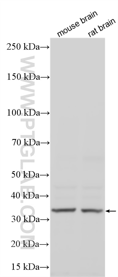 WB analysis using 55023-1-AP Western Blot (WB) analysis of various lysates using ELOVL4 Polyclonal antibody (55023-1-AP)