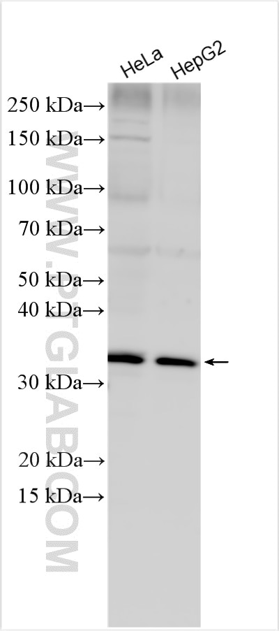 Western Blot (WB) analysis of various lysates using ELOVL7 Polyclonal antibody (26615-1-AP)