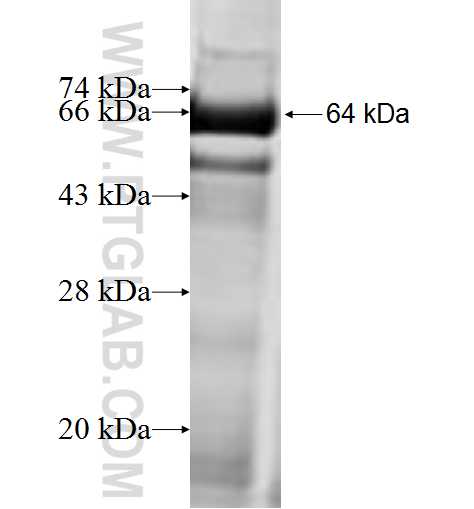 ELP3 fusion protein Ag9993 SDS-PAGE
