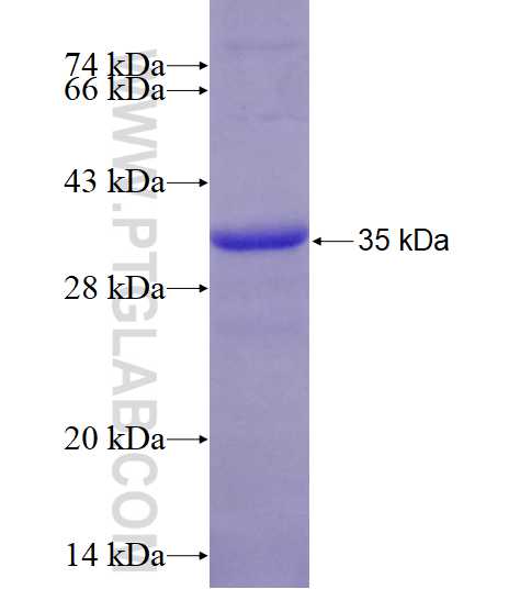 ELP4 fusion protein Ag3707 SDS-PAGE