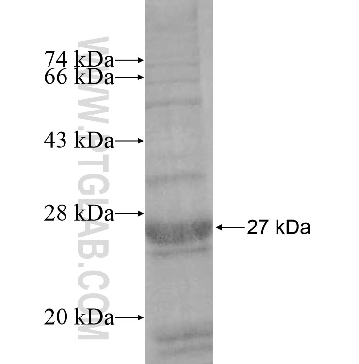 ELSPBP1 fusion protein Ag9508 SDS-PAGE