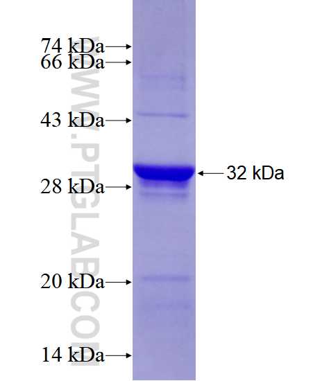 ELTD1 fusion protein Ag28534 SDS-PAGE
