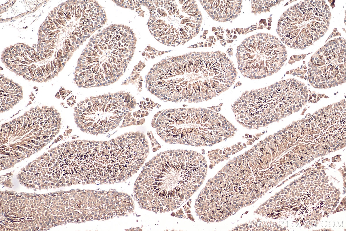 Immunohistochemistry (IHC) staining of mouse testis tissue using EMB Polyclonal antibody (13946-1-AP)