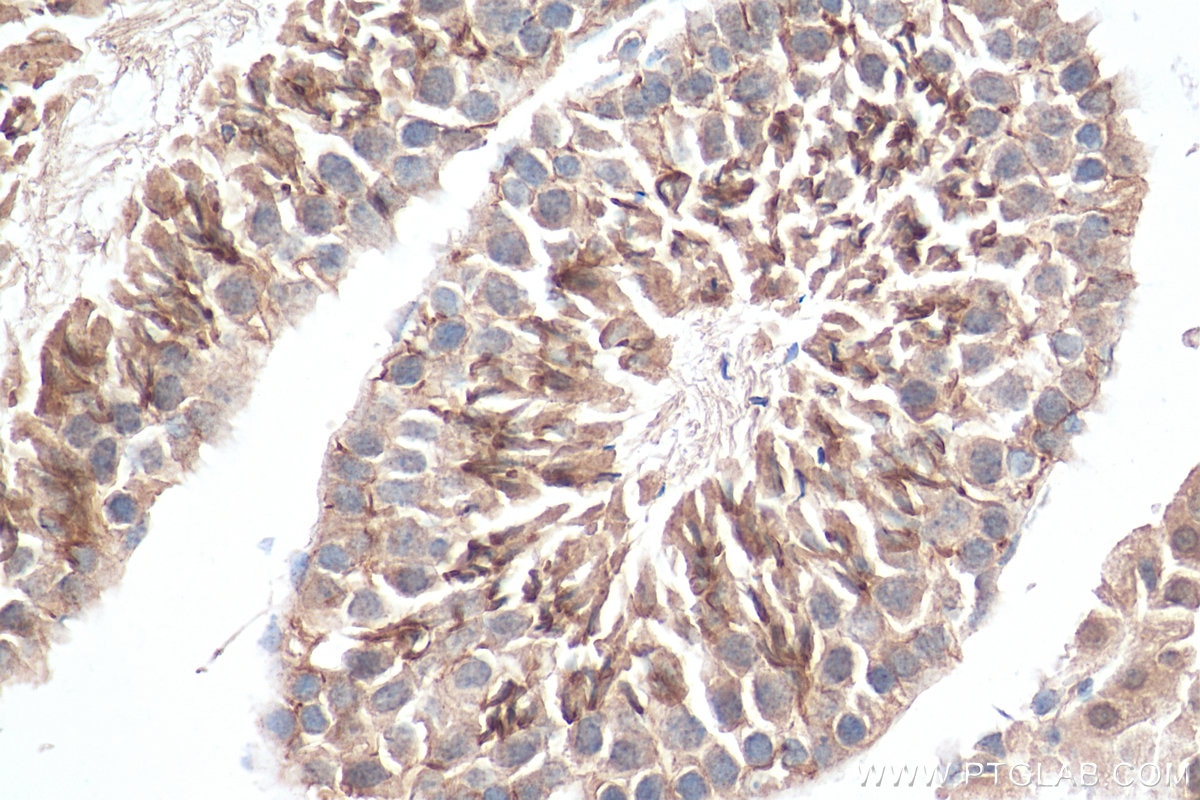 Immunohistochemistry (IHC) staining of mouse testis tissue using EMB Polyclonal antibody (13946-1-AP)