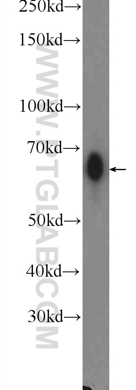 Western Blot (WB) analysis of HeLa cells using EMB Polyclonal antibody (13946-1-AP)