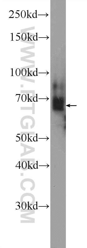 Western Blot (WB) analysis of mouse skeletal muscle tissue using EMB Polyclonal antibody (13946-1-AP)